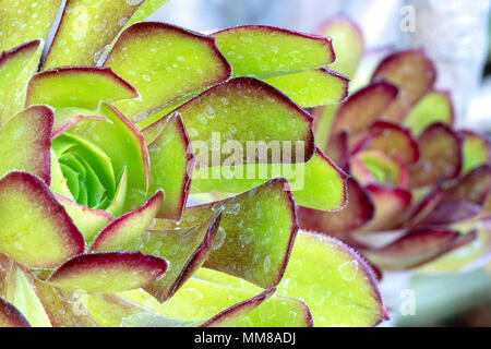 Una vista dettagliata di un impianto Aeonium. Foto Stock