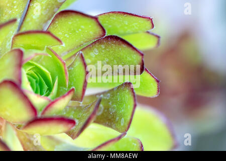 Una vista dettagliata di un impianto Aeonium. Foto Stock