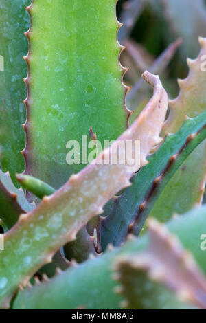 Un primo piano fotografia di un'Aloe vera pianta. Foto Stock