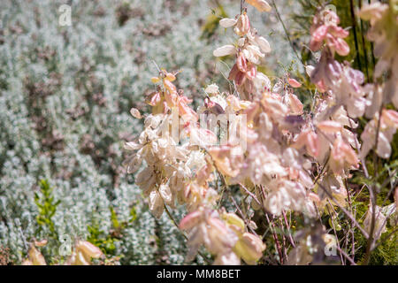 Un Sutherlandia frutescens bush presso i Giardini Botanici di Kirstenbosch a Cape Town, Sud Africa Foto Stock