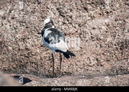 Fabbro pavoncella (Vanellus armatus) sorge sulla sommità di sporcizia e rock, Chobe National Park - Botswana Foto Stock