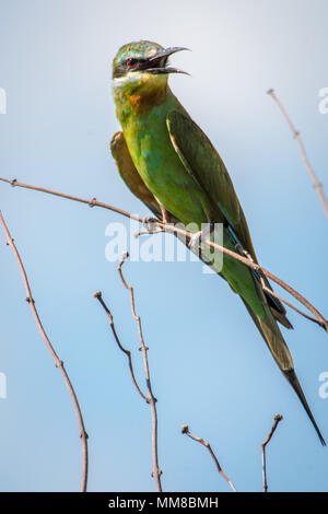 Il vivacemente colorato di verde gruccione posatoi su un ramo in Chobe National Park - Botswana Foto Stock