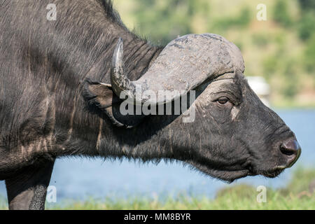 La wild buffalo africana nel suo habitat naturale a piedi lungo il fiume Chobe. Chobe National Park - Botswana Foto Stock