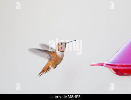 Allen Hummingbird hovering maschio alimentatore vicino Foto Stock