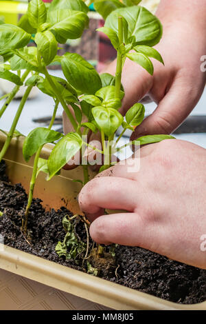 Mani piantare piante di basilico Foto Stock