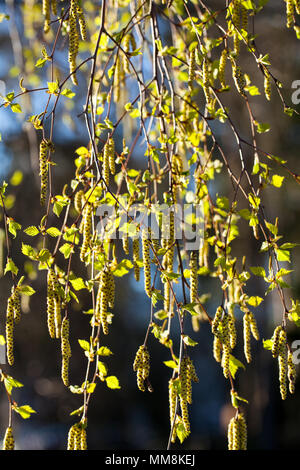 Bianco europeo betulla (Betula pendula) Foto Stock