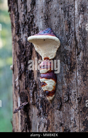 Nastro rosso conk (Fomitopsis pinicola) Foto Stock