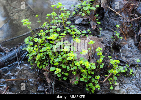 Alternate-lasciava golden sassifraga (Chrysosplenium alternifolium) Foto Stock