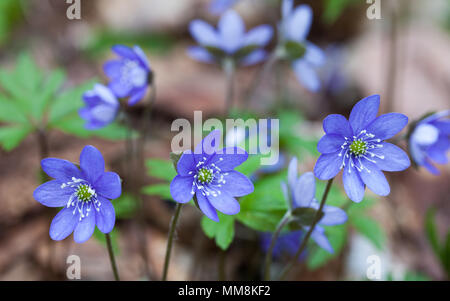 Liverleaf fioritura in primavera (Hepatica nobilis) Foto Stock