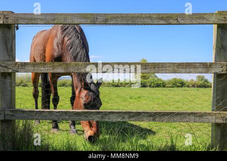 Un cavallo marrone mangiare erba incorniciato dietro una staccionata di legno. Foto Stock