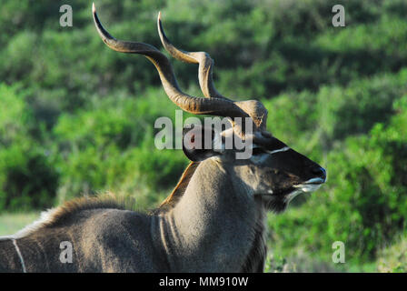 Il primo piano estremo di un bellissimo Kudu Antelope selvaggio incontrato durante il safari in Sudafrica. Foto Stock