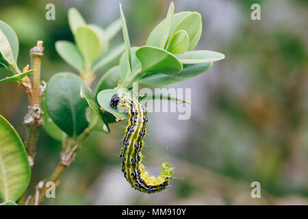 Cydalima perspectalis, sapere come albero scatola di tarma. Foto Stock