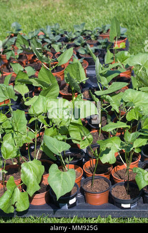 Phaseolus coccineus. Indurimento off Runner piante di fagiolo. Foto Stock