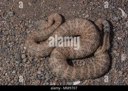 Testa di cavallo Island Rattlesnake (Crotalus polisi) da isla Cabeza de Caballo, Baja California, Messico. Foto Stock