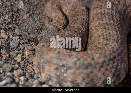 Testa di cavallo Island Rattlesnake (Crotalus polisi) da isla Cabeza de Caballo, Baja California, Messico. Foto Stock