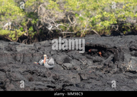 Pelican e Sally Lightfoot crab, Isole Galapagos, Ecuador. Foto Stock