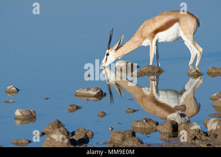 Springbok (Antidorcas marsupialis), femmina adulta in piedi in acqua potabile, Okaukuejo Waterhole, il Parco Nazionale di Etosha, Namibia Foto Stock