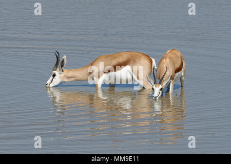 Springboks (Antidorcas marsupialis), maschio e femmina, in piedi in acqua potabile, Okaukuejo waterhole, Parco Nazionale Etosha Foto Stock