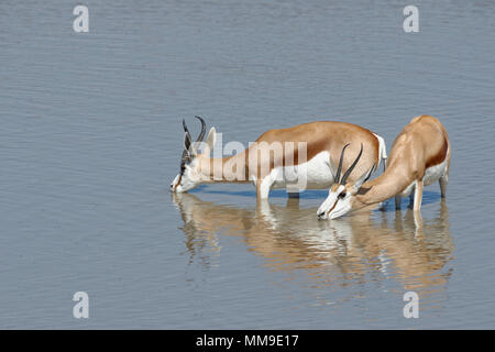 Springboks (Antidorcas marsupialis), maschio e femmina, in piedi in acqua potabile, Okaukuejo waterhole, Parco Nazionale Etosha Foto Stock