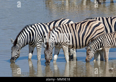 Tre adulti la Burchell zebre (Equus quagga burchellii) con zebra puledro, in piedi in acqua potabile, Okaukuejo waterhole Foto Stock