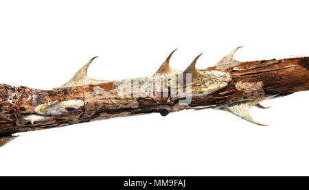 Spine da morti rosaio isolati su sfondo bianco Foto Stock