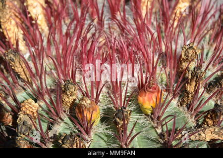 Primo piano sulle spine di un incendio canna cactus Foto Stock