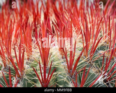 Primo piano sulle spine di un incendio canna cactus Foto Stock