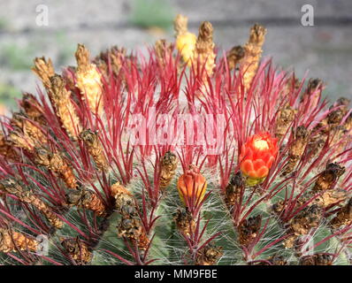 Primo piano sulle spine di un incendio canna cactus Foto Stock