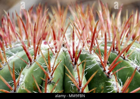 Primo piano sulle spine di un incendio canna cactus Foto Stock