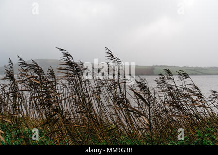 Bordo stradale riempito di giunchi contro il mare e Misty Mountains Foto Stock