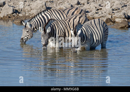 La Burchell zebre (Equus quagga burchellii) in piedi in acqua potabile, Okaukuejo Waterhole, il Parco Nazionale di Etosha, Namibia, Africa Foto Stock