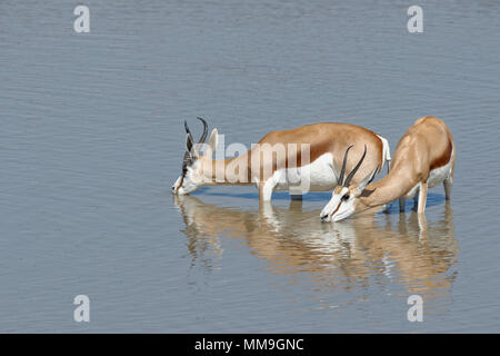 Springboks (Antidorcas marsupialis), maschio e femmina, in piedi in acqua potabile, Okaukuejo Waterhole, il Parco Nazionale di Etosha, Namibia, Africa Foto Stock