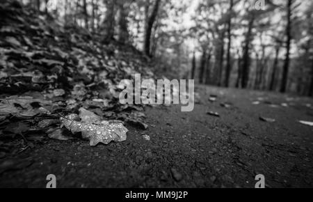 Foglie di autunno in bianco e nero Foto Stock