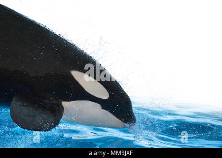 Killer Whale jumping e spruzzi d'acqua bianca su sfondo isolato Foto Stock