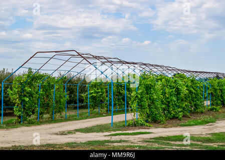 Un grande passo è un gazebo realizzato di aste di metallo lungo una strada sterrata. Strada gazebo realizzato in acciaio per l'uva. Uve blu Foto Stock