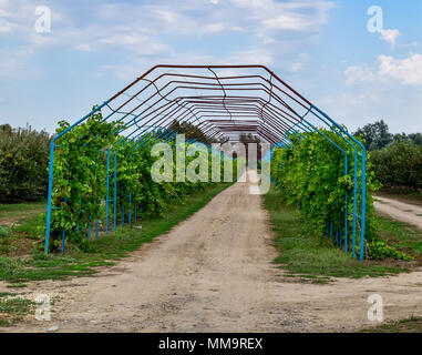 Un grande passo è un gazebo realizzato di aste di metallo lungo una strada sterrata. Strada gazebo realizzato in acciaio per l'uva. Uve blu Foto Stock