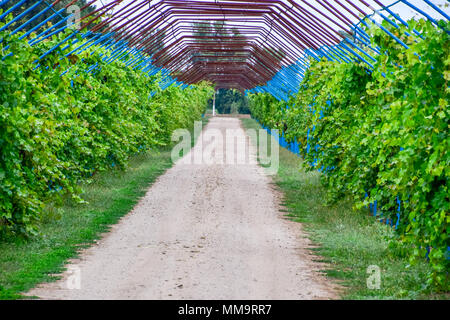 Un grande passo è un gazebo realizzato di aste di metallo lungo una strada sterrata. Strada gazebo realizzato in acciaio per l'uva. Uve blu Foto Stock