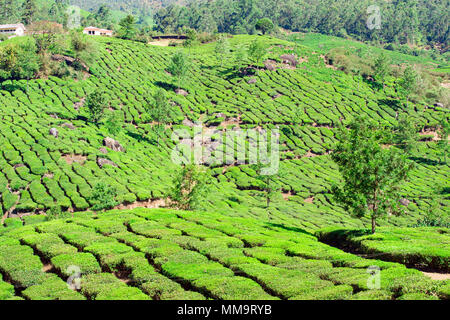 Splendida distesa di verde le piantagioni di tè al tramonto, coltivati a terrazze sulle colline di Darjeeling. India. Foto Stock