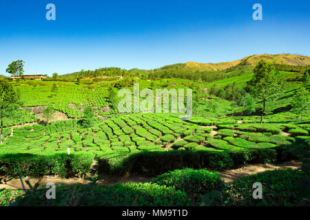 Splendida distesa di verde le piantagioni di tè al tramonto, coltivati a terrazze sulle colline di Darjeeling. India. Foto Stock