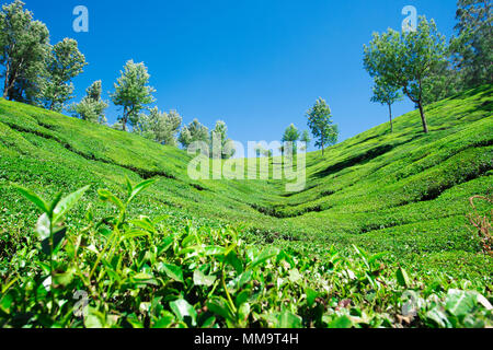 Splendida distesa di verde le piantagioni di tè al tramonto, coltivati a terrazze sulle colline di Darjeeling. India. Foto Stock