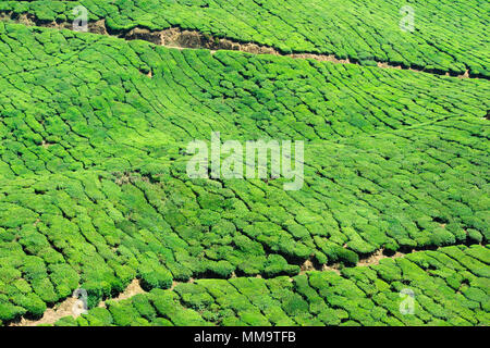 Splendida distesa di verde le piantagioni di tè cresciute in terrazze sulle colline di Darjeeling, India. Foto Stock