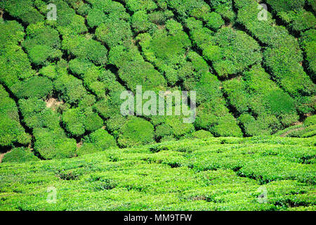 Splendida distesa di verde le piantagioni di tè cresciute in terrazze sulle colline di Darjeeling, India. Foto Stock