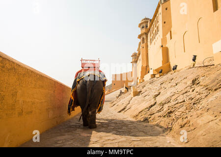 Un elefante decorato è a piedi al Forte di Amber a Jaipur, India. Corse di elefanti sono popolare attrazione turistica in Forte Amber. Foto Stock