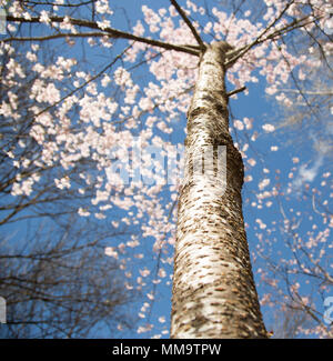 Alberi in primavera, Arrowtown Foto Stock