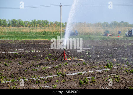 Sistema di irrigazione in campo di meloni. L'irrigazione dei campi. Irroratore Foto Stock