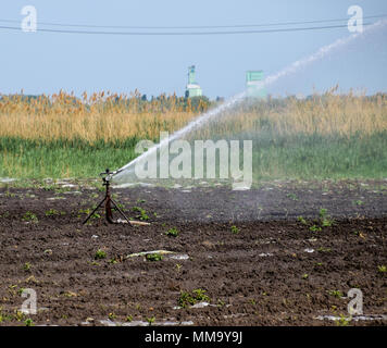 Sistema di irrigazione in campo di meloni. L'irrigazione dei campi. Irroratore Foto Stock