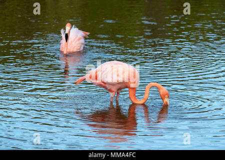 Fenicotteri rosa in una laguna su Isabela Island, Isole Galapagos, Ecuador. Foto Stock