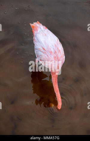 Flamingo (Phoenicopterus ruber) in una laguna su Isabela Island, Isole Galapagos, Ecuador. Foto Stock