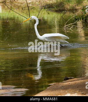 Intermedio australiano garzetta, Ardea intermedia, con ali distese, pesca, schizzi e riflessa nelle calme acque del fiume Isacco nel Queensland Foto Stock