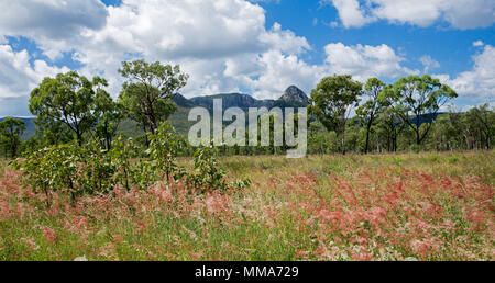 Colorato paesaggio panoramico, fiori di colore rosso del golden erbe, i boschi e i picchi di Gran Catena Divisoria sotto il cielo blu a Homevale Parco Nat Australia Foto Stock